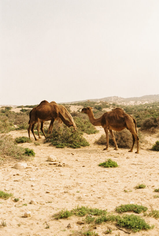 Analog picture of two camles in the dunes