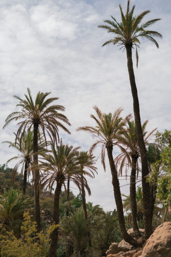 Palm Trees in Paradise Valley